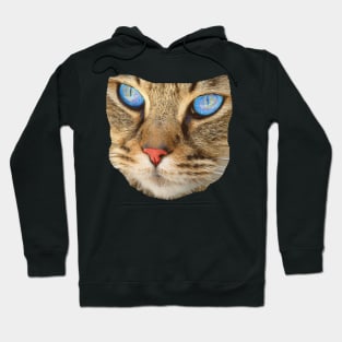 blue eyed cat Hoodie